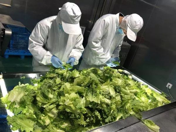 振興動(dòng)態(tài) | 新品種引領(lǐng)餐桌革命，萬科農(nóng)業(yè)以即食蔬菜打開市場(chǎng)新藍(lán)海