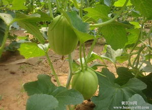 深圳蔬菜 高速發展中的溫暖治愈