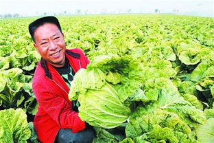 山東十大知名農產品品牌中的璀璨明珠 膠州大白菜的魅力
