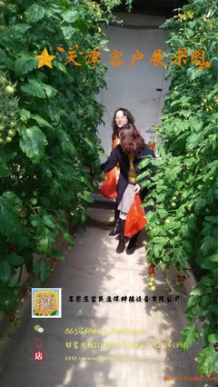 探索高效種植模式 草莓與蔬菜立體種植槽生產商全解析
